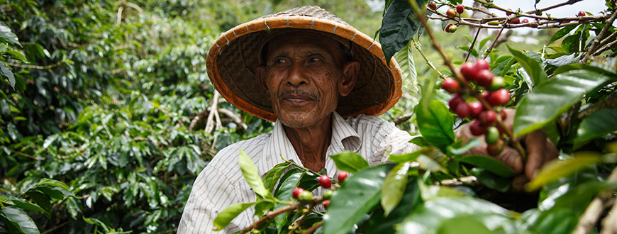 Producteur de café dans commerce équitable - Indonésie