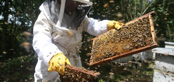 apiculteur du Guatemala